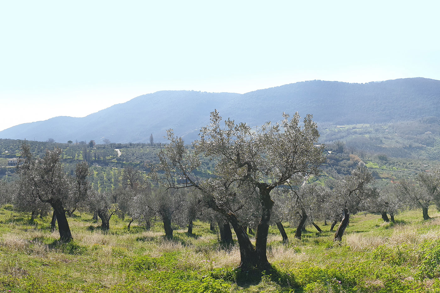 oleificio-dei-fiori-s-r-l